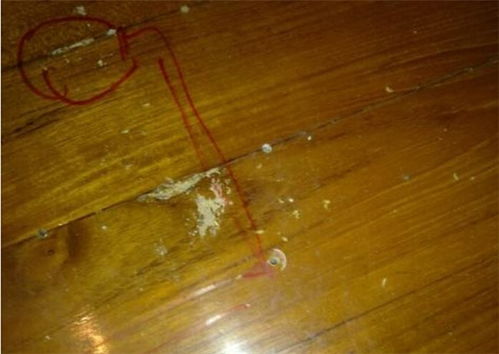 裝修地板選擇全攻略 效果圖賞析、高牌地板官網優勢及白蟻防治指南