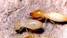 東莞專業白蟻防治服務 全方位守護工廠與別墅，二手設備轉讓信息盡在世界工廠網